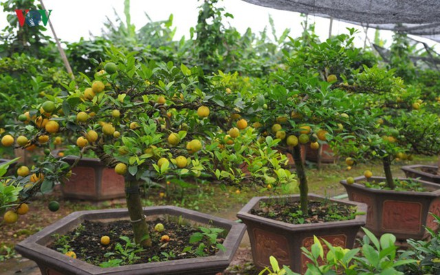 Vườn chanh vàng tứ quý bonsai “bung lụa” chờ khách rinh về chưng Tết - Ảnh 14.