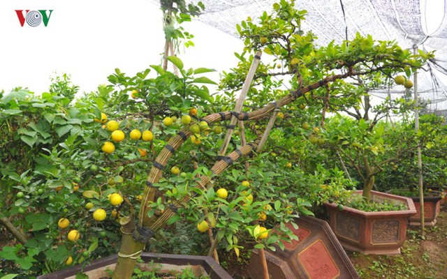 Vườn chanh vàng tứ quý bonsai “bung lụa” chờ khách rinh về chưng Tết - Ảnh 3.