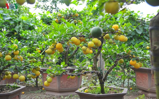 Vườn chanh vàng tứ quý bonsai “bung lụa” chờ khách rinh về chưng Tết - Ảnh 4.