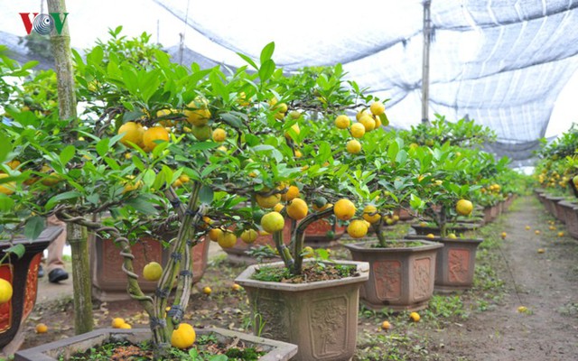 Vườn chanh vàng tứ quý bonsai “bung lụa” chờ khách rinh về chưng Tết - Ảnh 5.