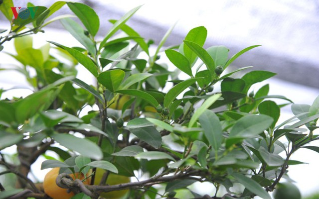 Vườn chanh vàng tứ quý bonsai “bung lụa” chờ khách rinh về chưng Tết - Ảnh 6.