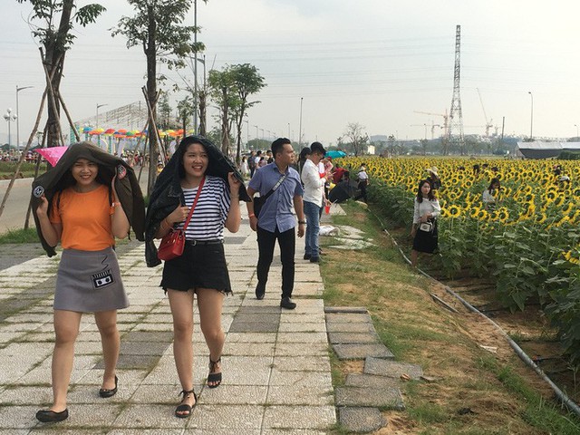 [VIDEO] Nườm nượp đi xem cánh đồng hoa hướng dương ven sông Sài Gòn - Ảnh 12.