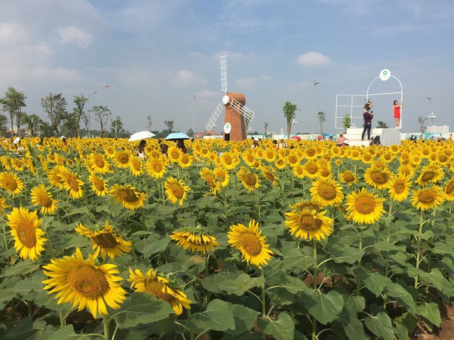 [VIDEO] Nườm nượp đi xem cánh đồng hoa hướng dương ven sông Sài Gòn - Ảnh 13.