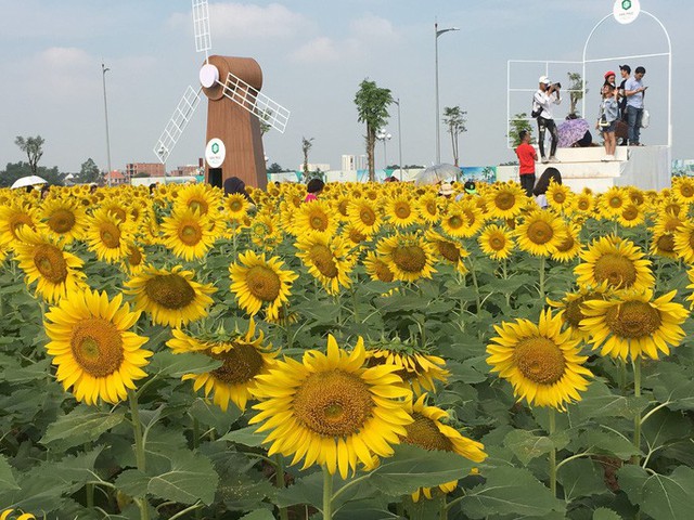 [VIDEO] Nườm nượp đi xem cánh đồng hoa hướng dương ven sông Sài Gòn - Ảnh 14.