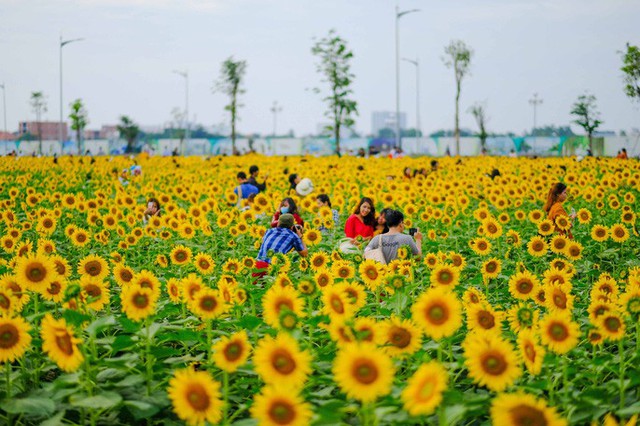 [VIDEO] Nườm nượp đi xem cánh đồng hoa hướng dương ven sông Sài Gòn - Ảnh 16.