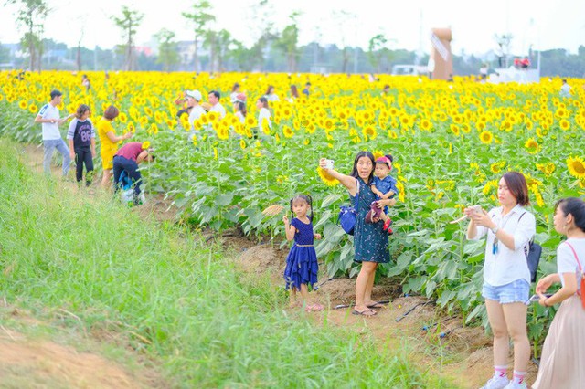 [VIDEO] Nườm nượp đi xem cánh đồng hoa hướng dương ven sông Sài Gòn - Ảnh 6.