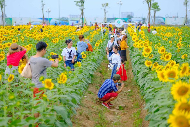 [VIDEO] Nườm nượp đi xem cánh đồng hoa hướng dương ven sông Sài Gòn - Ảnh 10.