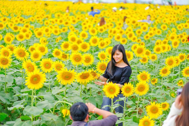 [VIDEO] Nườm nượp đi xem cánh đồng hoa hướng dương ven sông Sài Gòn - Ảnh 11.
