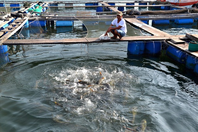 Nghề nuôi cá bạc tỷ ở Sơn Hải - Ảnh 8.
