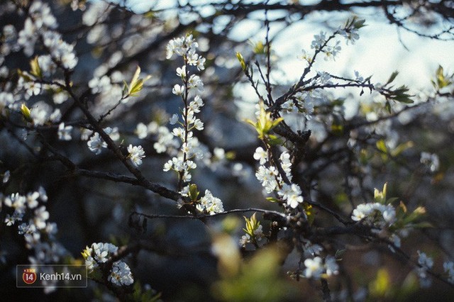 Những ngày cận Tết, hoa mận trắng nở rộ Mộc Châu đẹp đến mê mẩn - Ảnh 10.