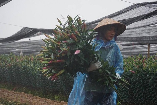 Hà Nội: Làng hoa Tây Tựu nở trái mùa, nông dân khóc ròng vì cắm nhà trả nợ - Ảnh 3.