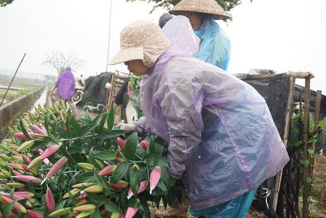 Hà Nội: Làng hoa Tây Tựu nở trái mùa, nông dân khóc ròng vì cắm nhà trả nợ - Ảnh 8.