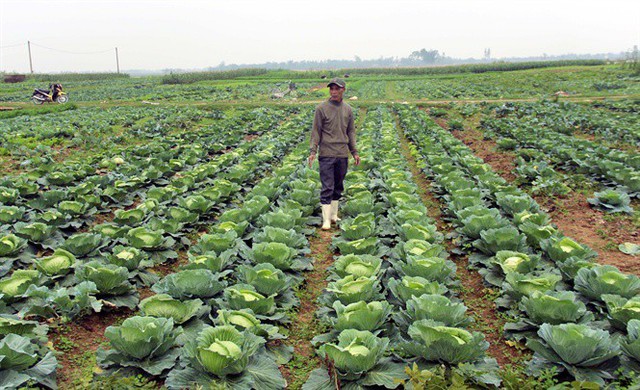 Nỗi lo đầu ra rau an toàn - Ảnh 1.