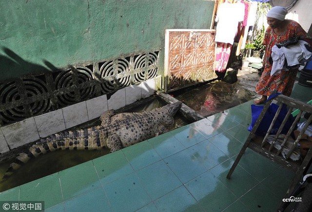 Thú nuôi đẳng cấp cộp mác Indonesia: cá sấu dài 1m8, thích được xoa cằm, ăn cá tươi, được chủ đánh răng mỗi ngày - Ảnh 5.