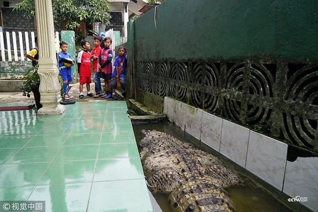 Thú nuôi đẳng cấp cộp mác Indonesia: cá sấu dài 1m8, thích được xoa cằm, ăn cá tươi, được chủ đánh răng mỗi ngày - Ảnh 6.