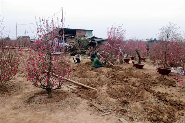 Nông dân đi đánh gốc đào thuê: Mỗi ngày kiếm tiền triệu - Ảnh 1.