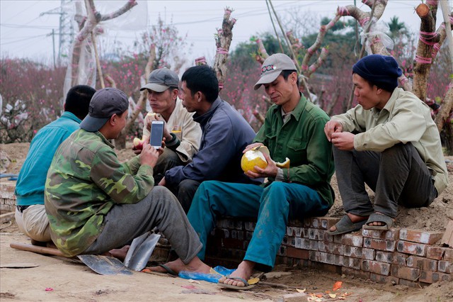 Nông dân đi đánh gốc đào thuê: Mỗi ngày kiếm tiền triệu - Ảnh 9.