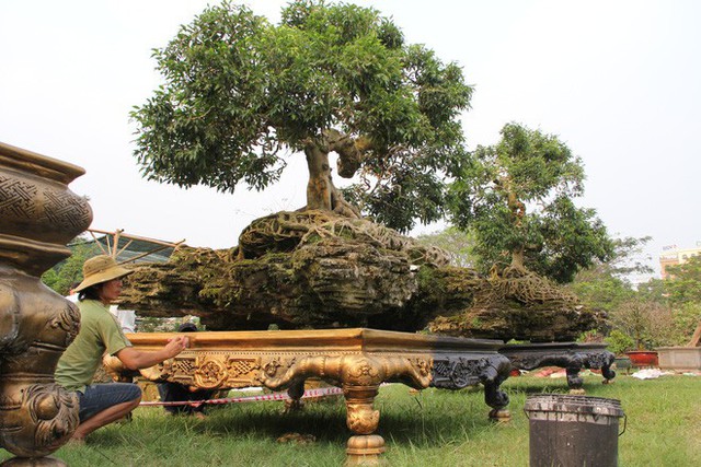  2 cây sanh dáng “Thần Kim Quy” giá 4 tỷ không bán ở Sài Gòn - Ảnh 1.