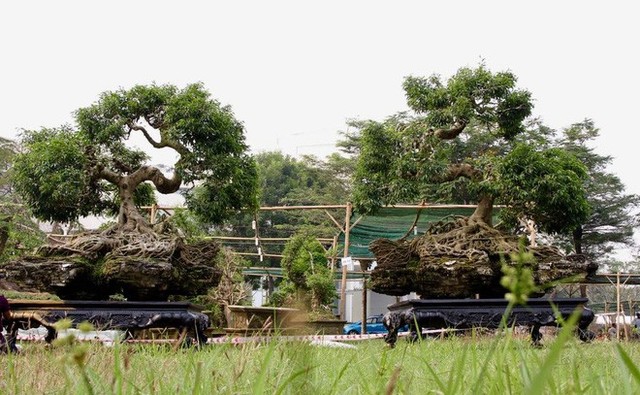  2 cây sanh dáng “Thần Kim Quy” giá 4 tỷ không bán ở Sài Gòn - Ảnh 11.