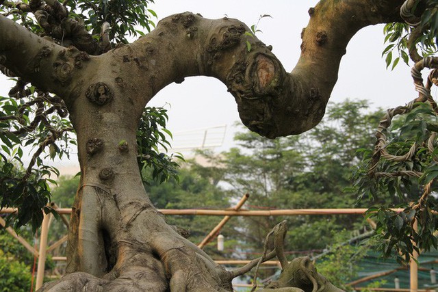  2 cây sanh dáng “Thần Kim Quy” giá 4 tỷ không bán ở Sài Gòn - Ảnh 7.