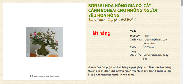 Rộ mốt hồng bonsai đắp rêu bạc triệu trưng Tết - Ảnh 1.