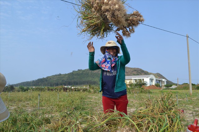 Nông dân Lý Sơn bội thu tỏi - Ảnh 1.