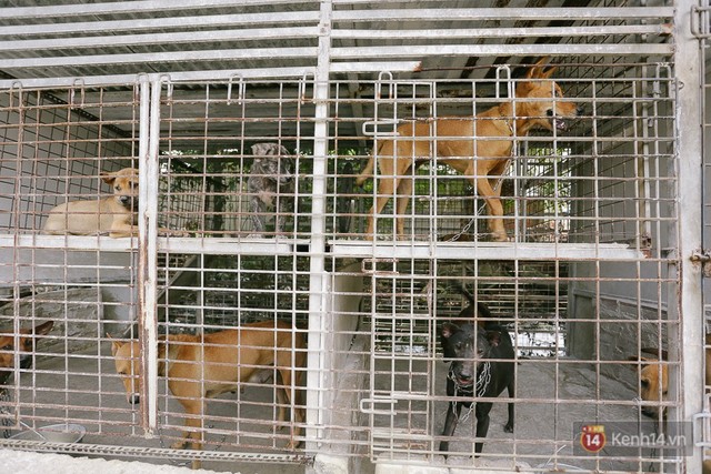 Gặp chàng trai từ phụ bếp trở thành “triệu phú” sở hữu trang trại nuôi chó Phú Quốc trị giá hàng tỷ đồng - Ảnh 4.