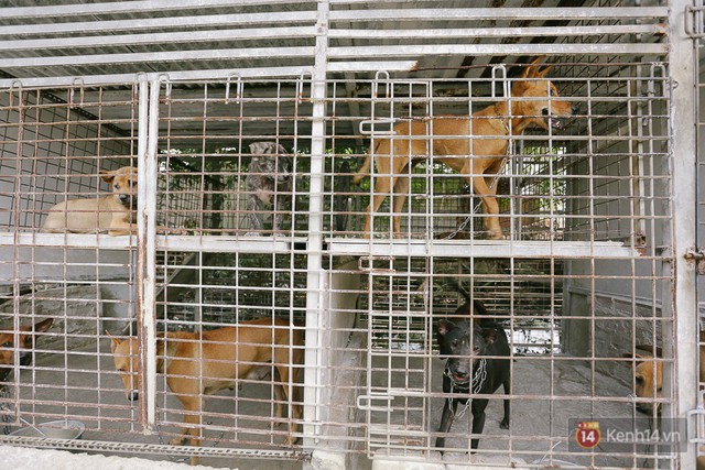 Gặp chàng trai từ phụ bếp trở thành “triệu phú” sở hữu trang trại nuôi chó Phú Quốc trị giá hàng tỷ đồng - Ảnh 4. Gặp chàng trai từ phụ bếp trở thành “triệu phú” sở hữu trang trại nuôi chó Phú Quốc trị giá hàng tỷ đồng - Ảnh 4.