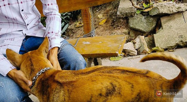 Gặp chàng trai từ phụ bếp trở thành “triệu phú” sở hữu trang trại nuôi chó Phú Quốc trị giá hàng tỷ đồng - Ảnh 7.