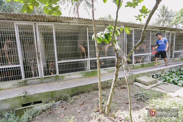 Gặp chàng trai từ phụ bếp trở thành “triệu phú” sở hữu trang trại nuôi chó Phú Quốc trị giá hàng tỷ đồng - Ảnh 10.