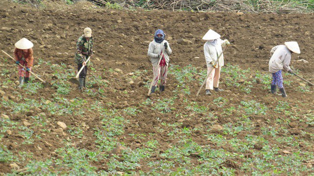 Phú Yên: Nhà máy thờ ơ với người trồng sắn - Ảnh 1.