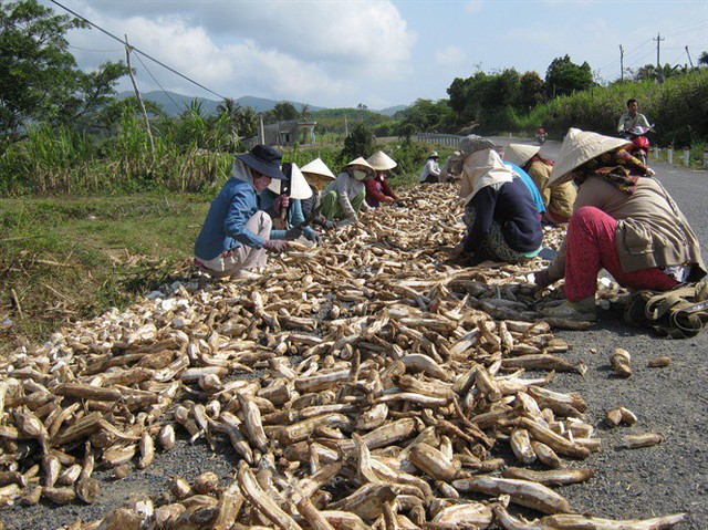 Phú Yên: Nhà máy thờ ơ với người trồng sắn - Ảnh 2.