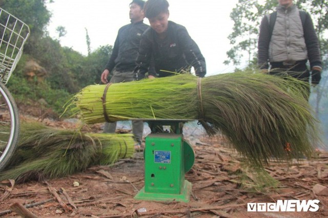 Ảnh: Trẻ em vùng núi Quảng Bình chân trần kéo nhau lên rừng hái lộc trời - Ảnh 3.