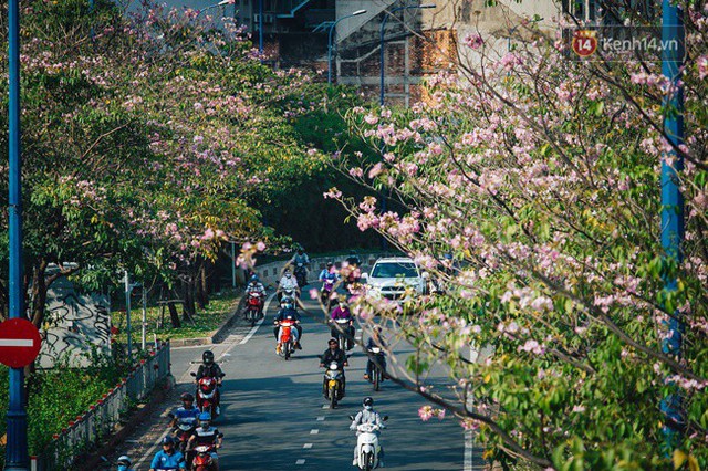 Sài Gòn trong mùa hoa kèn hồng nở rộ, khắp phố phường như đang vào xuân - Ảnh 1.
