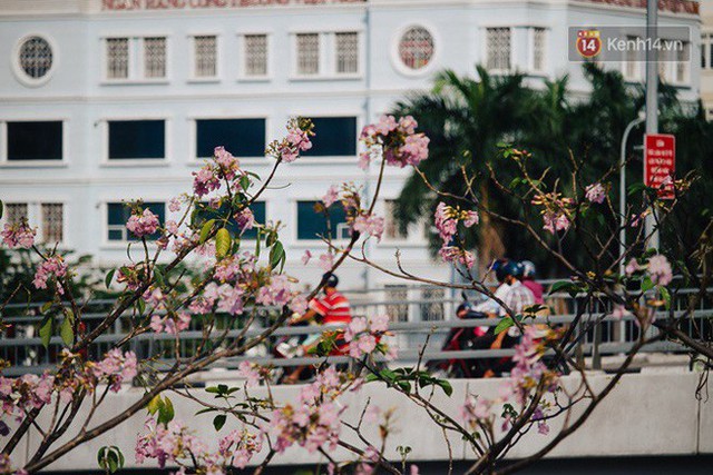 Sài Gòn trong mùa hoa kèn hồng nở rộ, khắp phố phường như đang vào xuân - Ảnh 6.