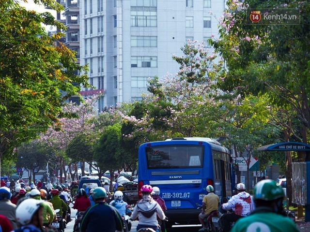 Sài Gòn trong mùa hoa kèn hồng nở rộ, khắp phố phường như đang vào xuân - Ảnh 9.