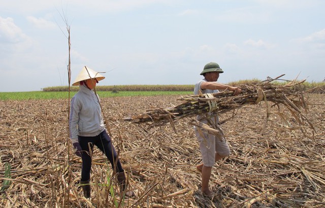 Nhà máy chậm thu mua mía, nông dân “ngồi trên đống lửa” - Ảnh 1.