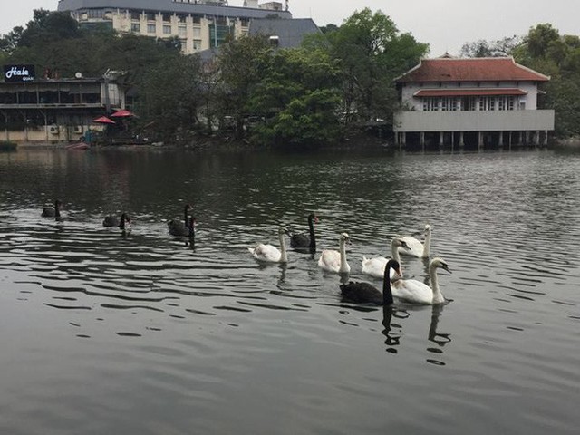  Thiên nga hồ Thiền Quang bị thương do trúng lưỡi câu trộm, phải đưa đi chăm sóc - Ảnh 1.