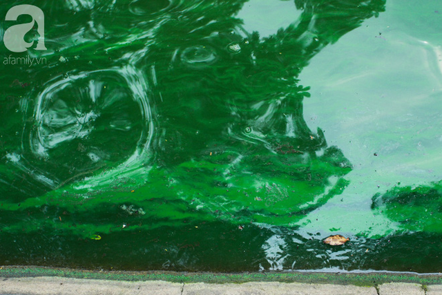 Sáng 17/4 nước Hồ Gươm bỗng xanh bất thường, phát hiện có tảo độc - Ảnh 4.