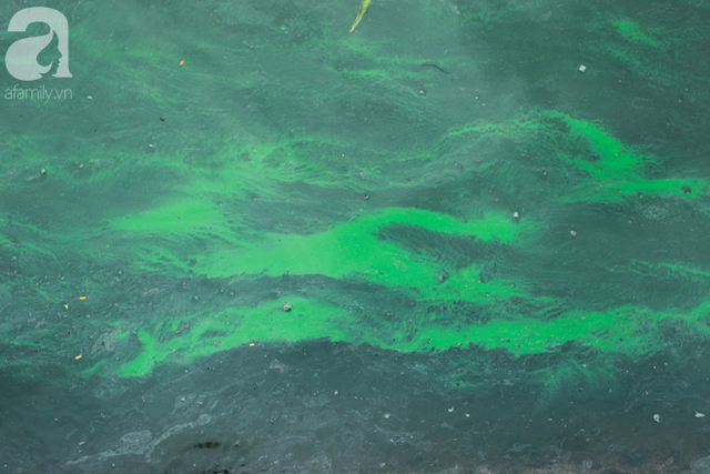 Sáng 17/4 nước Hồ Gươm bỗng xanh bất thường, phát hiện có tảo độc - Ảnh 5.