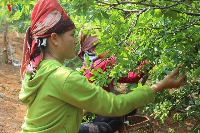 Mận tam hoa được mùa – mất giá, cả nghìn hộ dân Sơn La lao đao - Ảnh 8.