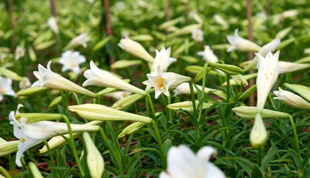 Nông dân xứ Huế trồng hoa loa kèn thu tiền triệu mỗi ngày - Ảnh 1.