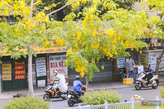 Chùm ảnh: Hoa Osaka rực rỡ nhuộm vàng đường phố Sài Gòn trong cái nắng tháng 4 - Ảnh 12.