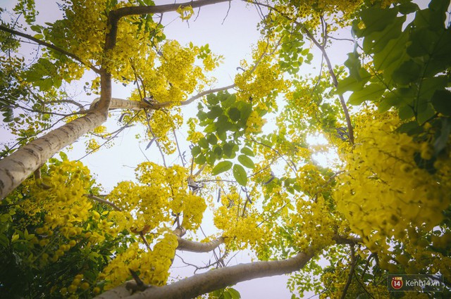 Chùm ảnh: Hoa Osaka rực rỡ nhuộm vàng đường phố Sài Gòn trong cái nắng tháng 4 - Ảnh 7.