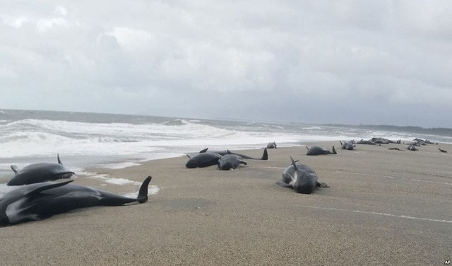 24h qua ảnh: Hàng chục con cá voi mắc cạn bí ẩn trên bờ biển New Zealand - Ảnh 3.