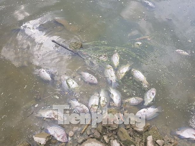 Cá chết hàng loạt ở 4 hồ thông ra vịnh Hạ Long   - Ảnh 2.