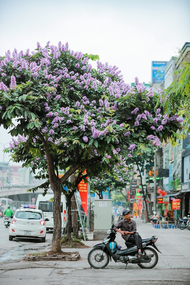  Ngắm hoa bằng lăng nhuộm tím trời Hà Nội - Ảnh 12.