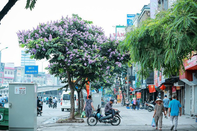  Ngắm hoa bằng lăng nhuộm tím trời Hà Nội - Ảnh 8.