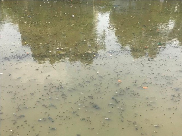 Rác ngập ngụa, cá nổi đầy kênh Nhiêu Lộc sau cơn mưa chuyển mùa  - Ảnh 7.
