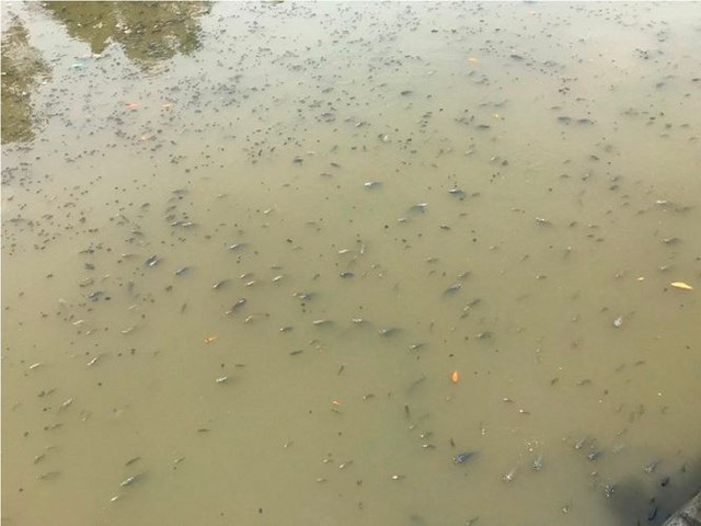 Rác ngập ngụa, cá nổi đầy kênh Nhiêu Lộc sau cơn mưa chuyển mùa  - Ảnh 8.